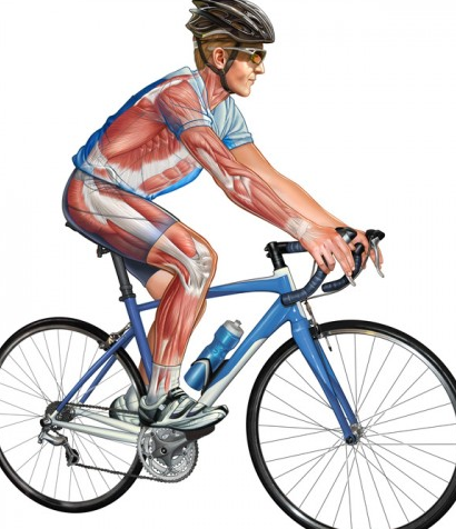 مزیت دوچرخه سواری برای دیسک کمر